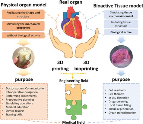 The Difference Between Organ Model And Tissue Model E G Tissue Organ