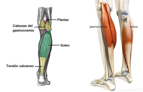 Musculo Plantar Origen Inserci N Acci N Inervaci N