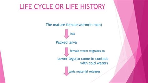 Life cycle of Dracunculus medinensis | PPT