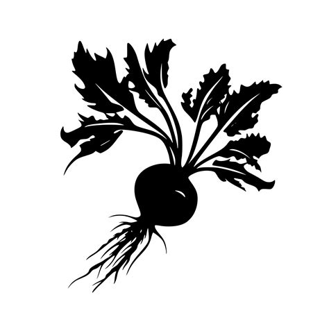 Beet Plant – Creative Meadow
