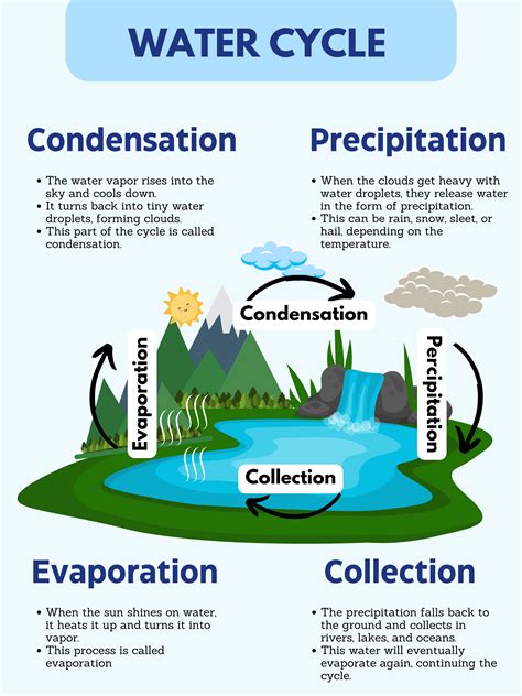 The Water Cycle: A Visual Guide