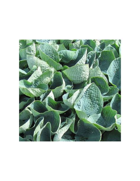 Hosta Big daddy