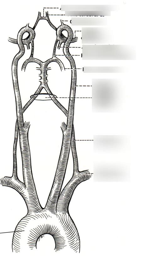 Artery Internally Diagram Quizlet