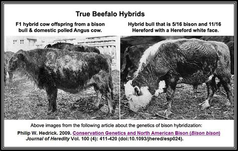 Genetic Diversity in the Yellowstone National Park Bison