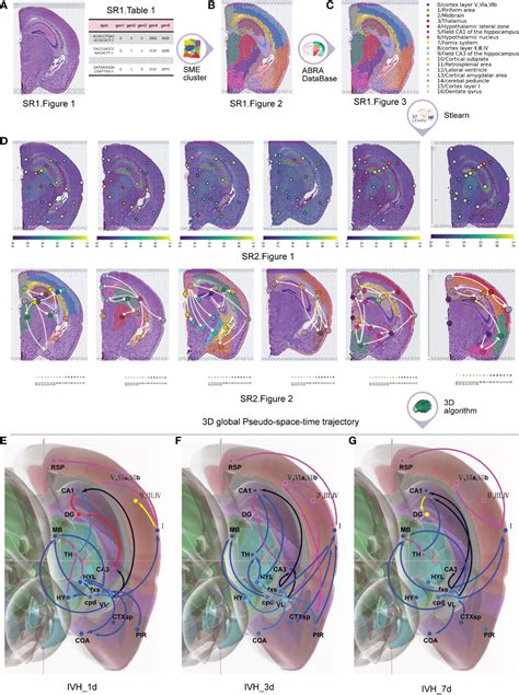 Frontiers Discovering Hematoma Stimulated Circuits For Secondary