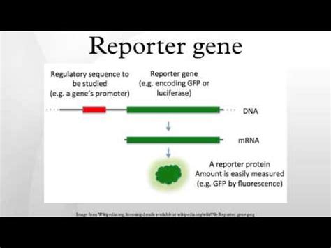 Reporter gene - YouTube