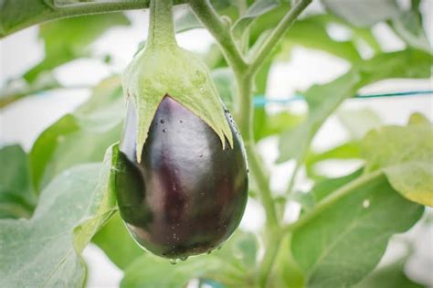 Growing Japanese Eggplant Is Easy