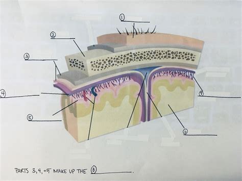 Protective Layers Of The Brain Diagram Quizlet