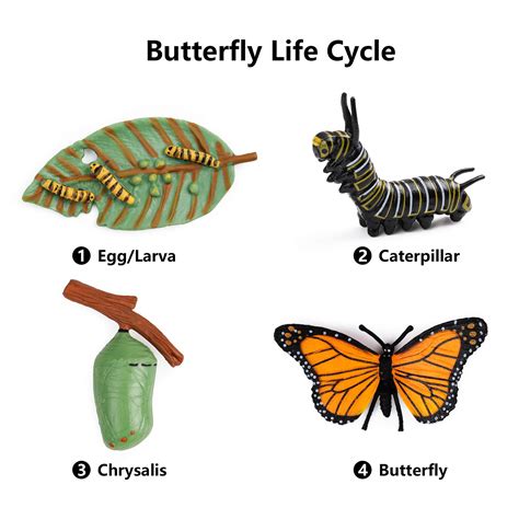 Life Cycle Of A Caterpillar Clipart