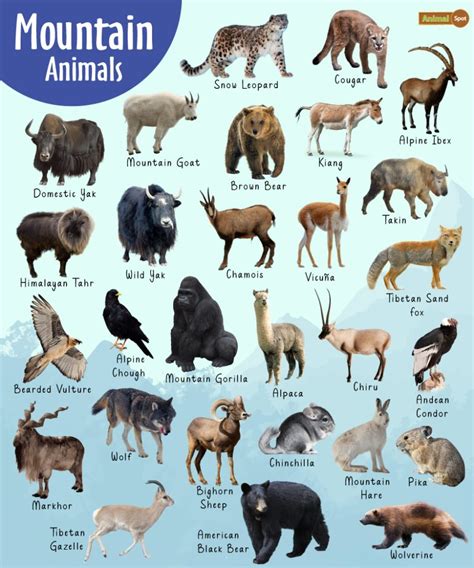 mountain animals list altitude adaptations pictures