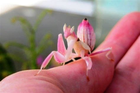 Самые красивые насекомые – потрясающе! - Сайт Природа