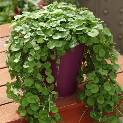 Dichondra Dichondra - Norseco