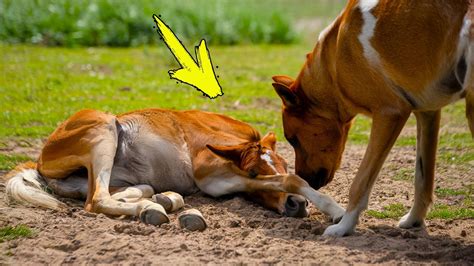 Старый пес подошел к умирающему жеребенку и сделал нечто невероятное ...