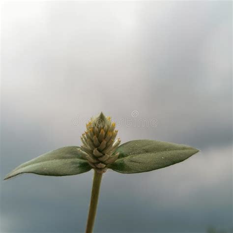bangladesh bogra banani stock image image  banani