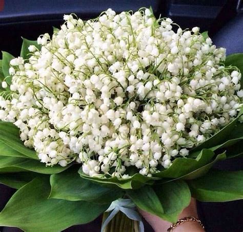 Букет Ландыши 35 пучков купить в Москве - цена 31 500 руб c бесплатной ...