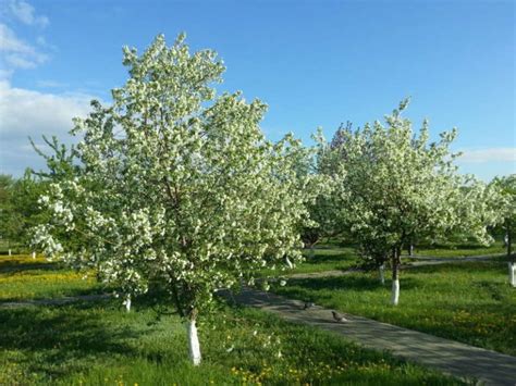 Декоративная яблоня Лесная купить по цене 22000 рублей от питомника ...