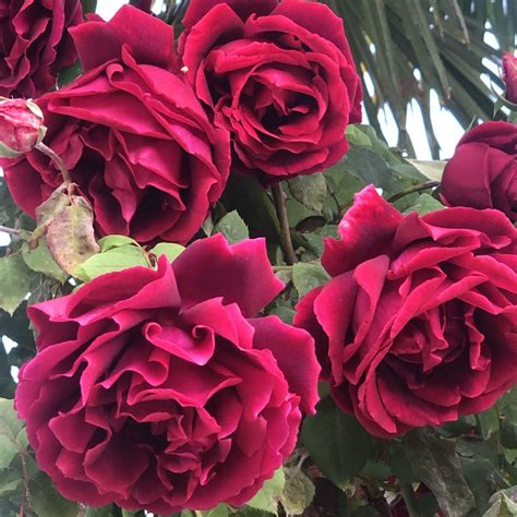 Crimson Glory | Roses' Name