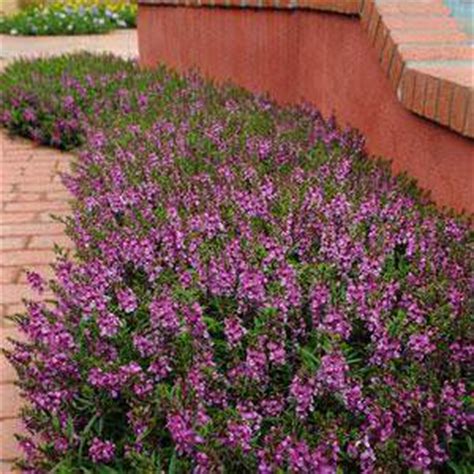 Angelonia Seeds: 7 Angelonias - Annual Flower Seeds