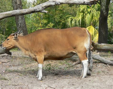 Banteng | wild, endangered, Southeast Asia | Britannica