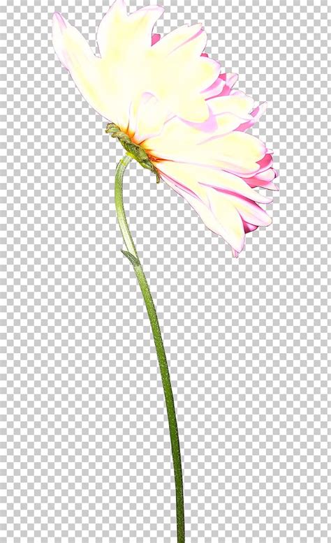 Tulip Cut Flowers Rosaceae Plant Stem Petal Png Clipart Cut Flowers