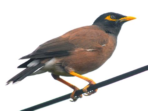 Maina Bird Clipart Cartoon