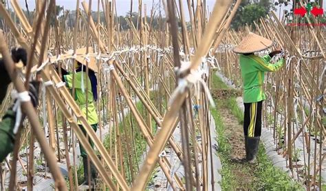 Cara Budidaya Kacang Panjang Agar Berbuah Lebat Hasil Menguntungkan