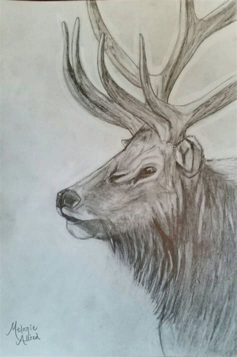 Bull Elk Sketch At Paintingvalley Explore Collection Of Bull Elk