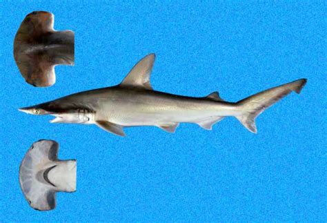 10 Different Types of Hammerhead Sharks