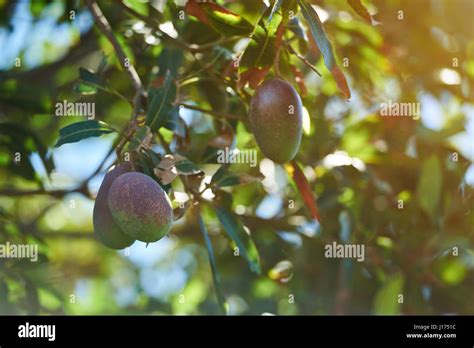 Group Of Pink Mango Fruits Hanging On Tree Farm Plantation Stock Photo