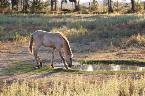 Sorraia Horse Breed: All the Interesting Facts - Equineigh