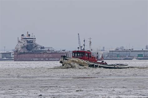 Goldeneye Time to Fly! | 365 Days of Birds