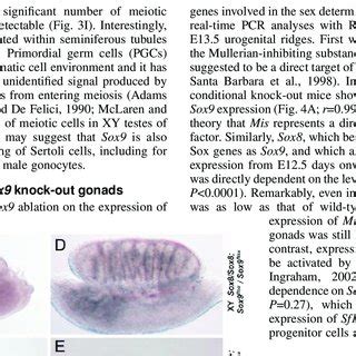 Sox9 Or Sox8 Sox9 Knock Out Mice Show Defects In Sex Cord Formation