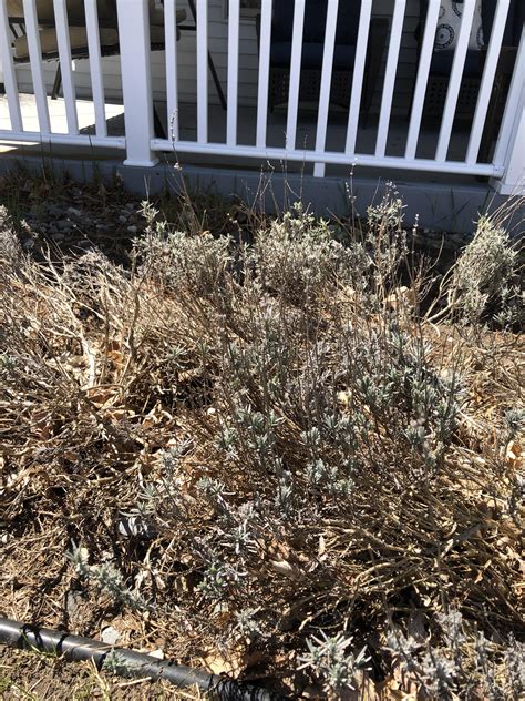 Need help trimming lavender, where do I cut? : r/gardening