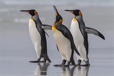 King Penguins At The Falklands. Photograph by Pía Vergara - Pixels