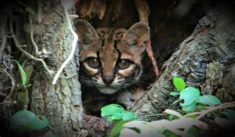 Felinos do Pampa bioma é casa para espécies raras e ameaçadas Terra