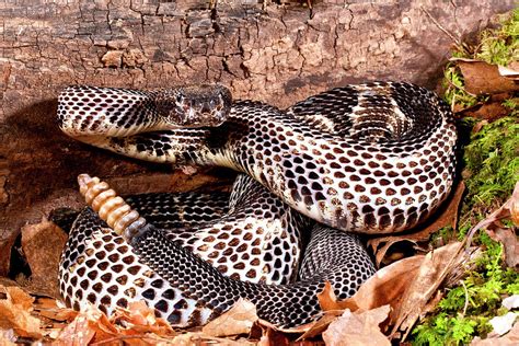 Black Phase Timber Rattlesnake Photograph by David Northcott - Pixels