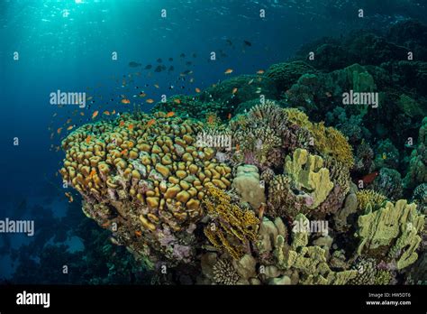 Healthy Coral Reef Marsa Alam Red Sea Egypt Stock Photo Alamy