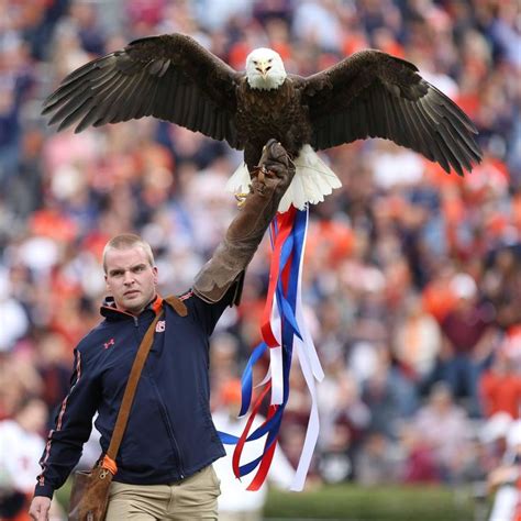 Pin On War Eagle