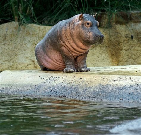 25 Pictures Of Cute Baby Animals The Hippo Furry Talk