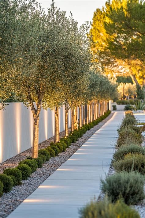 olive tree landscaping ideas  mediterranean charm jardins