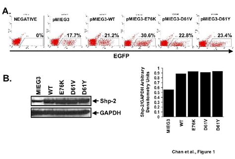 Transduction Of Murine Bone Marrow Cells And Ectopic Shp Expression