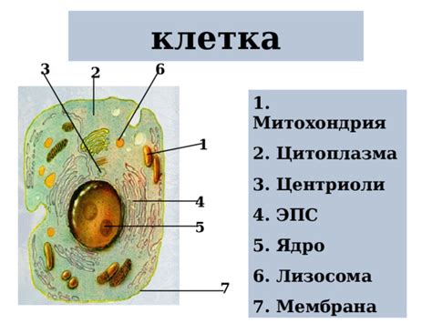 Клетка . Строение клетки