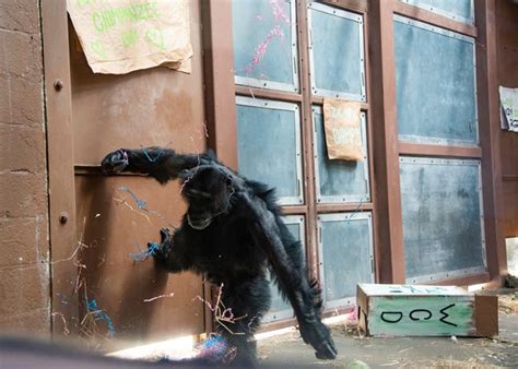 Zoo Knoxville Announces First Chimpanzee Pregnancy In Photos