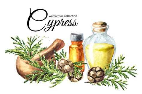 Watercolor Spices And Herbs Illustration