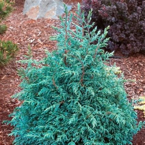 Кипарисовик горохоплодный Бэби Блу - купить с доставкой по выгодным ...