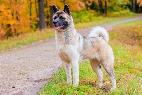 Spitz Dog Breeds | The Smart Dog Guide