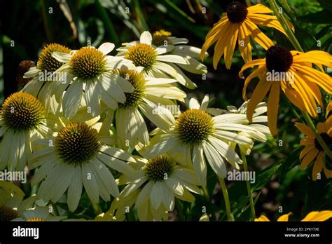 White Yellow Cream Blooms Echinacea Mellow Yellows Rudbeckia