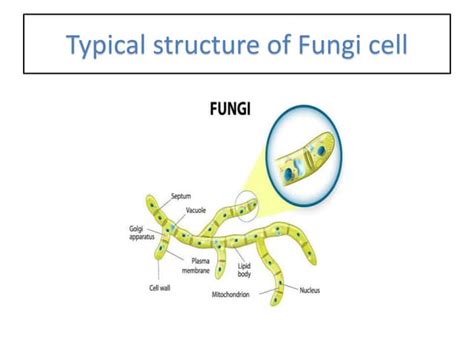 Typical structure of Fungi cell.pptx