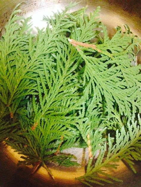 Cedar Boughs For Cedar Tea Herbal Medicine Herbs Herbalism