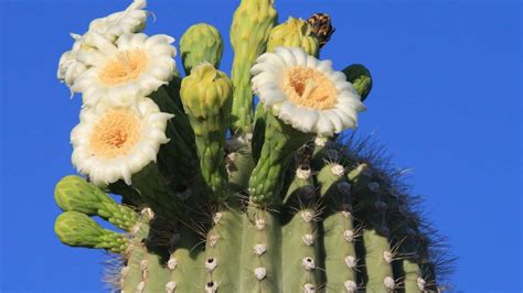 desert plants   common    pics facts